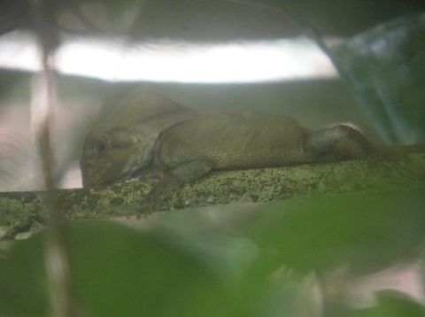 Helmeted Iguana - Corytophanes cristatus  Corytophanes cristatus,Costa Rica,Helmeted Basilisk,Helmeted Iguana,Iguana