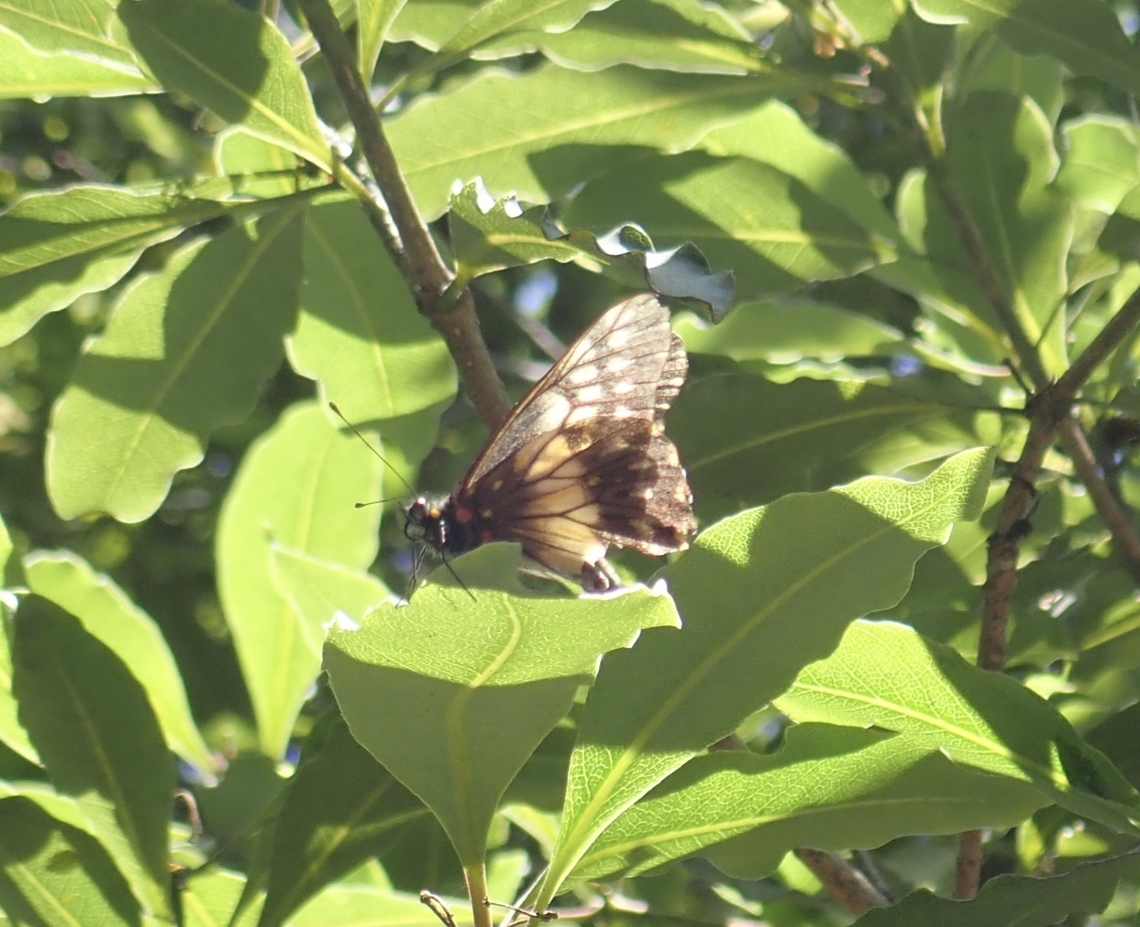 Butterfly - Catasticta nimbice nimbice Endemic to Mexico Butterfly,Catasticta nimbice,Catasticta nimbice nimbice,Mexico