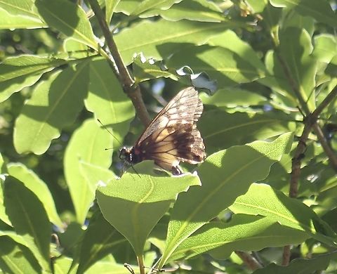 Butterfly - Catasticta nimbice nimbice Endemic to Mexico Butterfly,Catasticta nimbice,Catasticta nimbice nimbice,Mexico