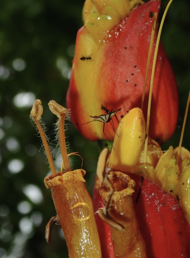 Banana Fly - Telostylinus lineolatus  Banana Fly,Fiji,Fly,Telostylinus lineolatus