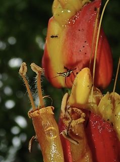Banana Fly - Telostylinus lineolatus  Banana Fly,Fiji,Fly,Telostylinus lineolatus