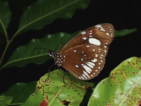 Crow Butterfly - Euploea lewinii  Butterfly,Crow Butterfly,Euploea lewinii,Fiji