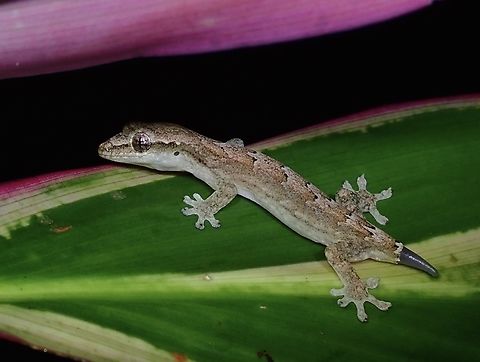 Mourning Gecko - Lepidodactylus lugubris  Fiji,Gecko,Lepidodactylus lugubris,Mourning Gecko