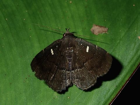 Litter Moth - Bocana manifestalis  Bocana manifestalis,Fiji,Litter Moth,Moth