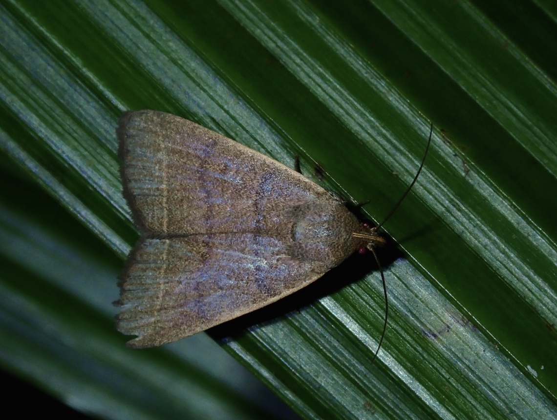 Litter Moth - Simplicia cornicalis  Fiji,Litter Moth,Moth,Simplicia cornicalis