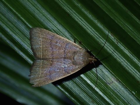 Litter Moth - Simplicia cornicalis  Fiji,Litter Moth,Moth,Simplicia cornicalis