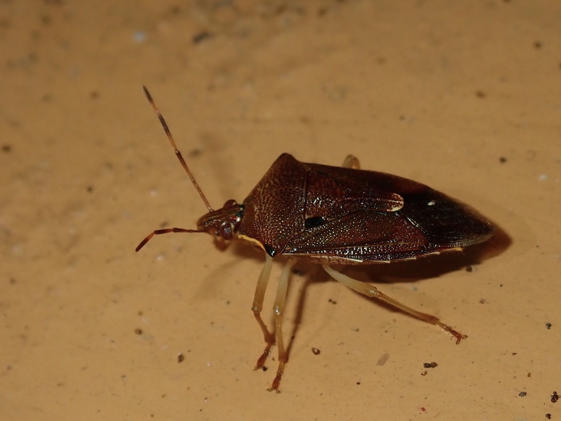 Predatory Stink Bug - Cantheconesia cyanacantha Updated ID to new Genus - Cantheconesia Cantheconesia cyanacantha,Fiji,Predatory Stink Bug,Stink Bug