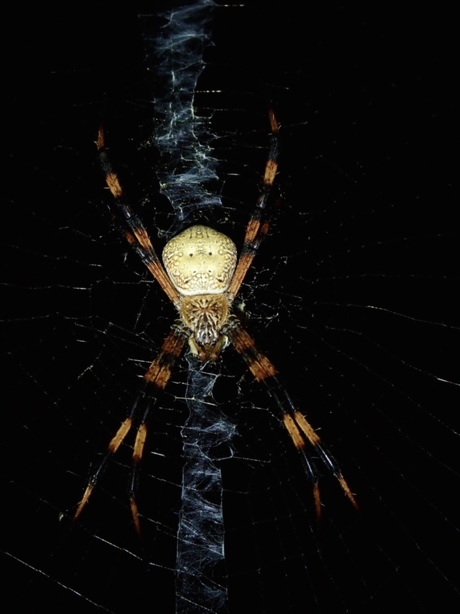 Orbweaver Spider - Argiope pentagona  Argiope pentagona,Fiji,Orbweaver Spider,Spider