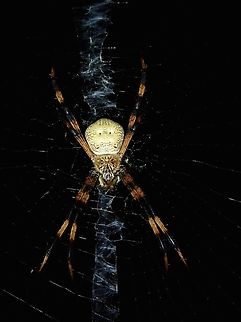 Argiope pentagona