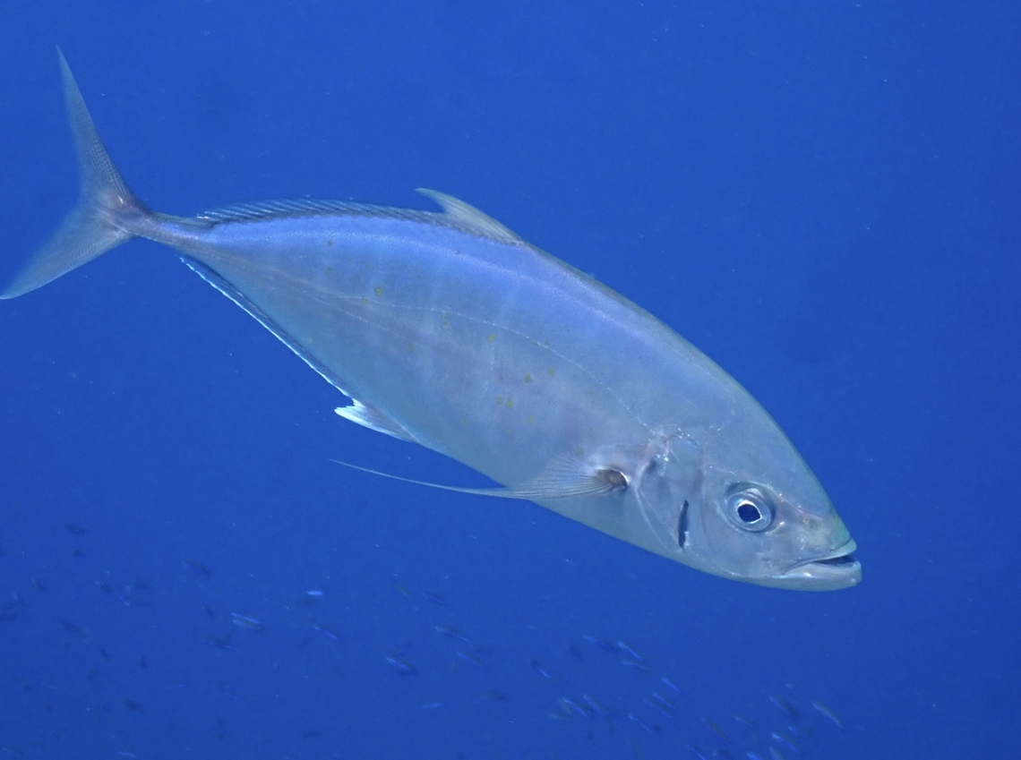 Barcheek Trevally - Craterognathus plagiotaenia Previously under genus Carangoides, revised. Barcheek Trevally,Barcheek trevally,Carangoides plagiotaenia,Craterognathus plagiotaenia,Fiji,Fish,Jacks,Trevally