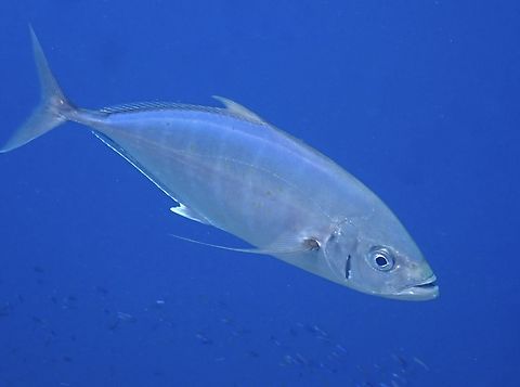 Barcheek Trevally - Craterognathus plagiotaenia Previously under genus Carangoides, revised. Barcheek Trevally,Barcheek trevally,Carangoides plagiotaenia,Craterognathus plagiotaenia,Fiji,Fish,Jacks,Trevally