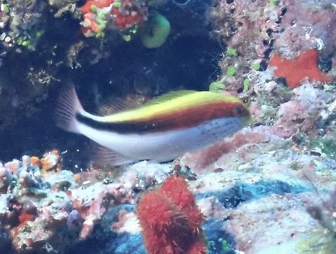 Freckled Hawkfish - Paracirrhites forsteri  Fiji,Fish,Freckled hawkfish,Hawkfish,Paracirrhites forsteri