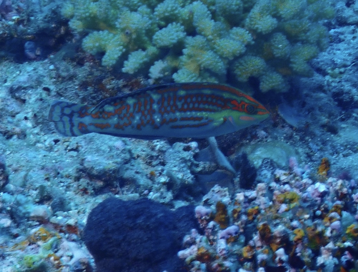 Claudia's Wrasse - Halichoeres claudia  Claudia's Wrasse,Fiji,Fish,Halichoeres claudia,Wrasse
