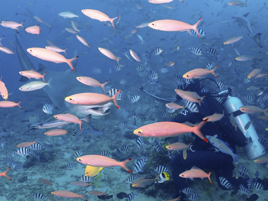 Name is Banana #JDmilestone<br />
Species 5,000 #JDmilestone,Banana Fusilier,Fiji,Fish,Fusilier,Pterocaesio pisang,Ruddy Fusilier