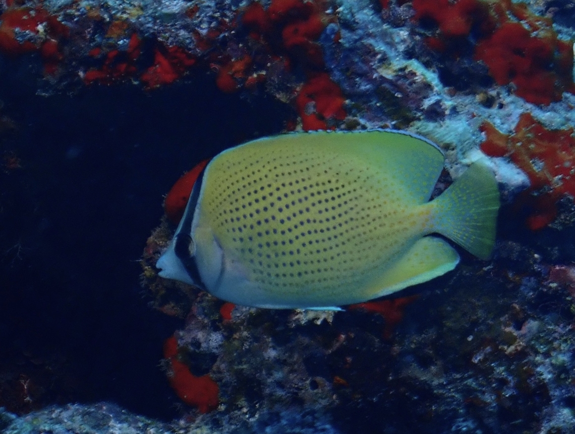 Speckled Butterflyfish - Chaetodon citrinellus  Butterflyfish,Chaetodon citrinellus,Fiji,Fish,Speckled Butterflyfish