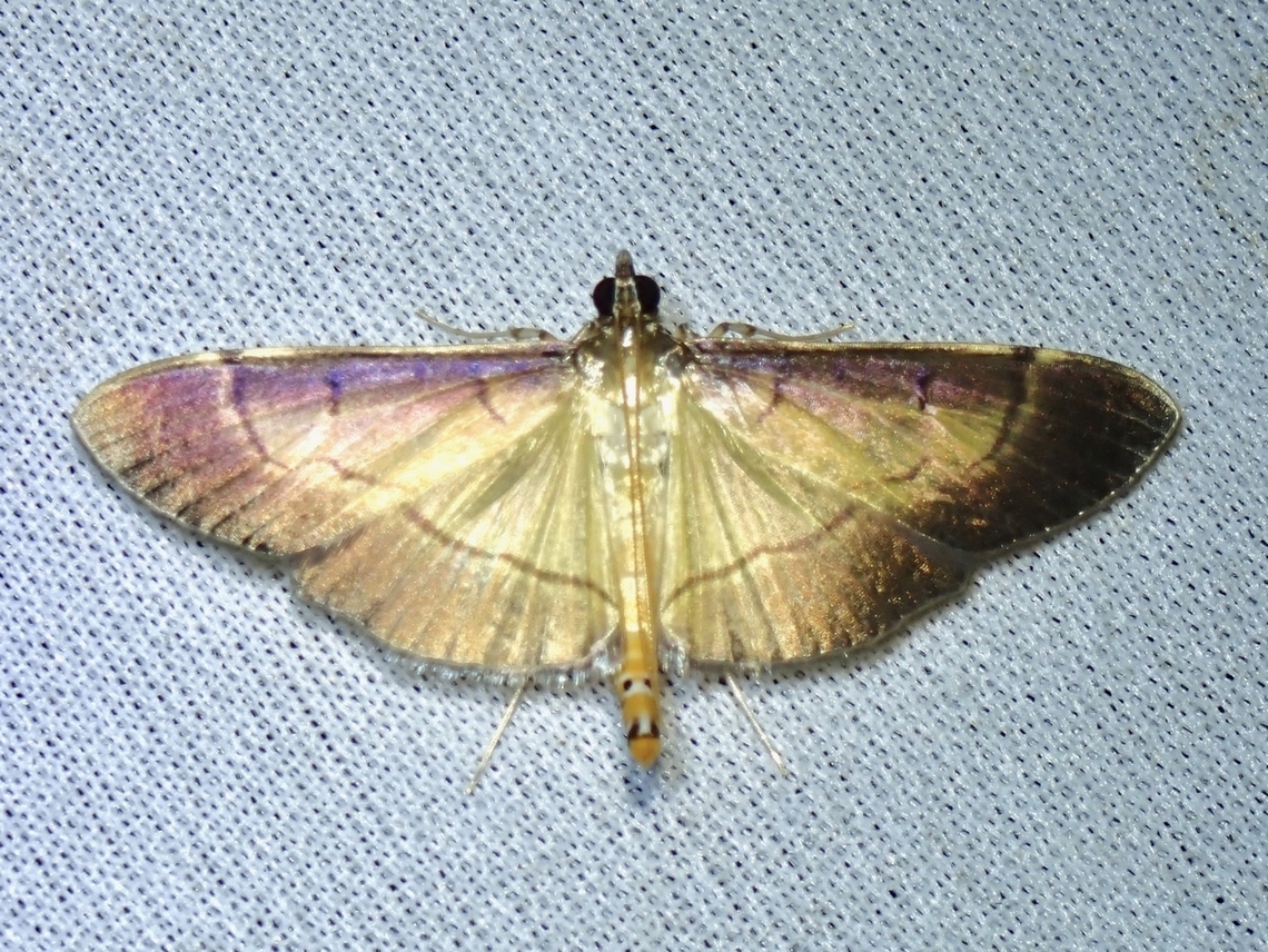 Pearl Moth - Bacotoma camillusalis  Bacotoma camillusalis,Malaysia,Moth,Pearl Moth,Sabah