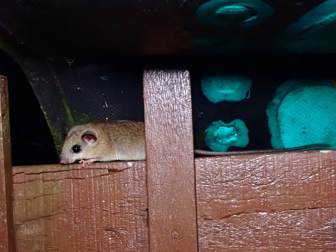 Pencil-Tailed Tree Mouse - Chiropodomys gliroides  Chiropodomys gliroides,Indomalayan Pencil-Tailed Tree Mouse,Malaysia,Mouse,Pahang,Tree Mouse
