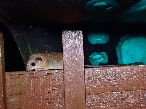 Pencil-Tailed Tree Mouse - Chiropodomys gliroides  Chiropodomys gliroides,Indomalayan Pencil-Tailed Tree Mouse,Malaysia,Mouse,Pahang,Tree Mouse