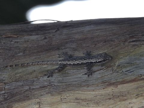 Flat-Tailed House Gecko - Hemidactylus platyurus  Flat-Tailed House Gecko,Gecko,Hemidactylus platyurus,House Gecko,Palawan,Philippines