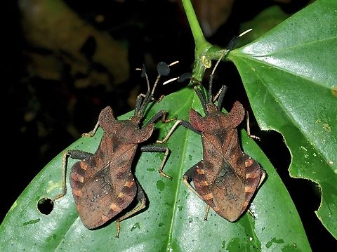 Leaf-Footed Bug - Dalader acuticosta  Dalader acuticosta,Leaf-Footed Bug,Malaysia,Sabah