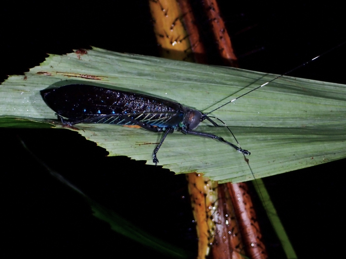 Katydid - Typhoptera staudingeri  Katydid,Malaysia,Sarawak,Typhoptera staudingeri