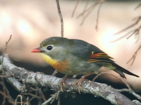 Red Billed Leiothrix - Leiothrix lutea            Leiothrix lutea,Malaysia,Red-Billed Leiothrix
