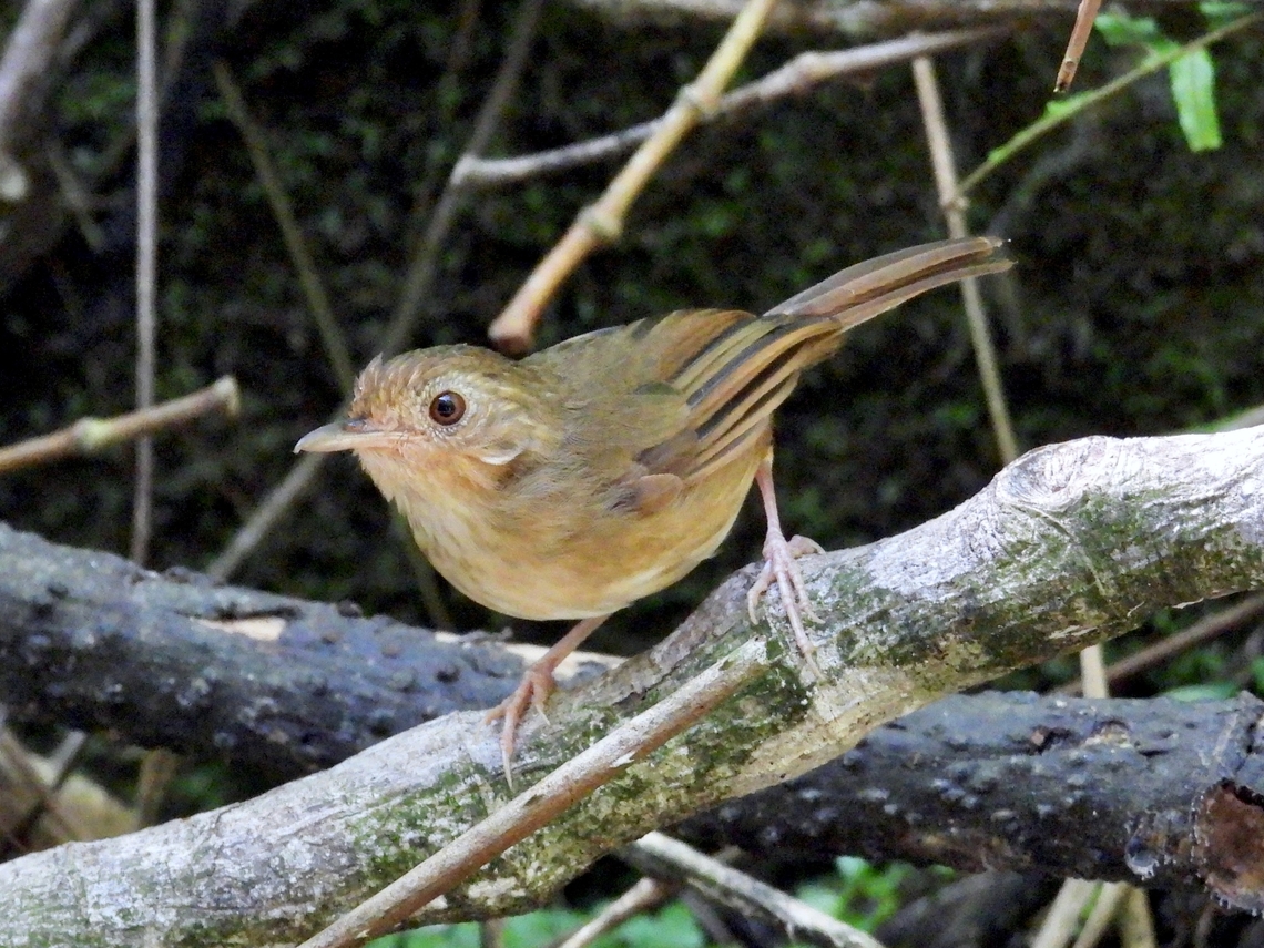 Buff-Breasted Babbler - Pellorneum tickelli            Babbler,Bird,Buff-Breasted Babbler,Malaysia,Pahang,Pellorneum tickelli