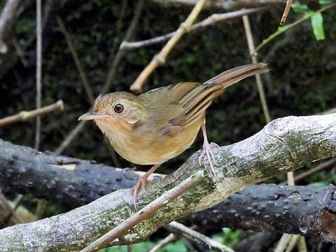 Buff-Breasted Babbler - Pellorneum tickelli            Babbler,Bird,Buff-Breasted Babbler,Malaysia,Pahang,Pellorneum tickelli