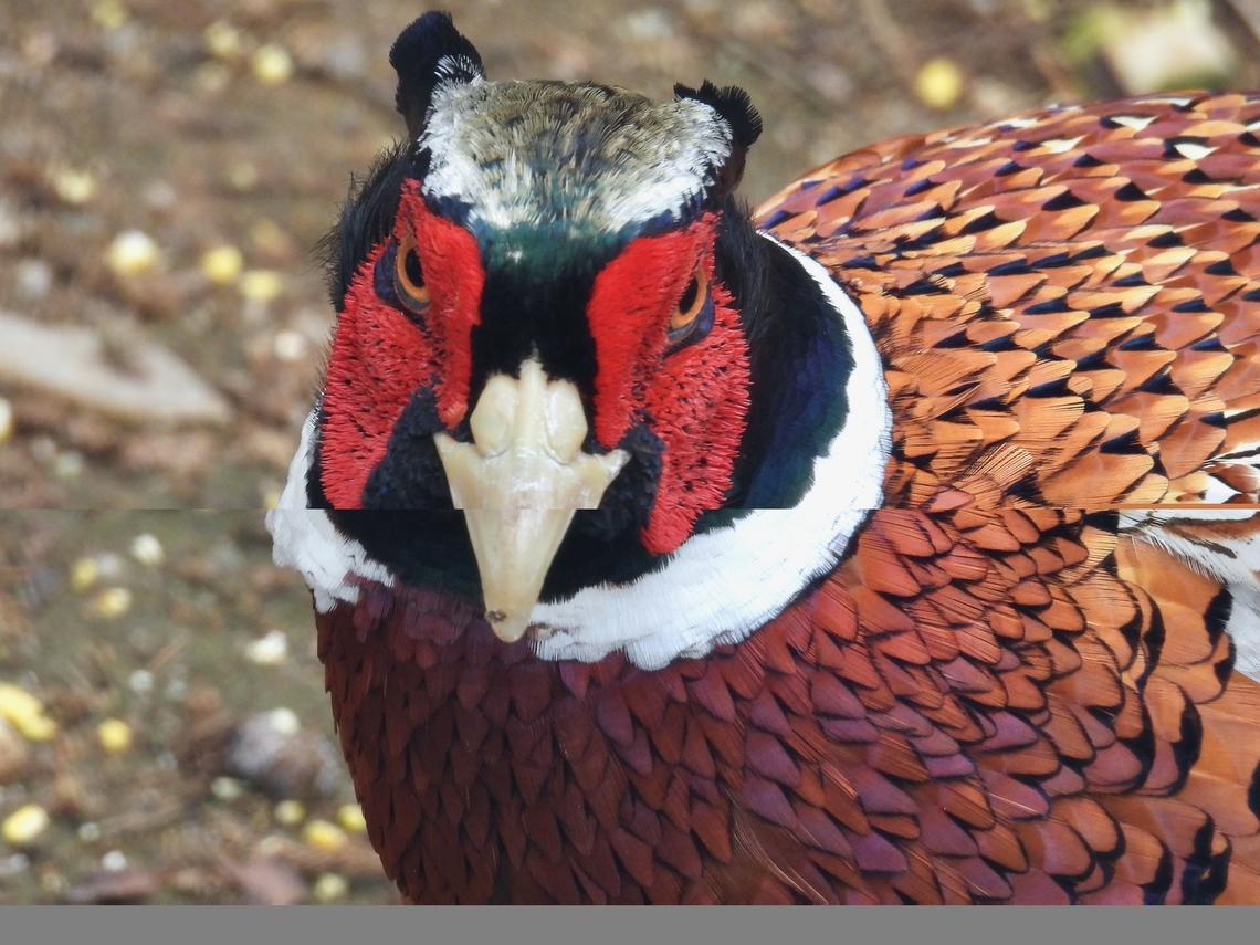 Ring-Necked Pheasant - Phasianus colchicus            Malaysia,Phasianus colchicus,Pheasant,Ring-Necked Pheasant