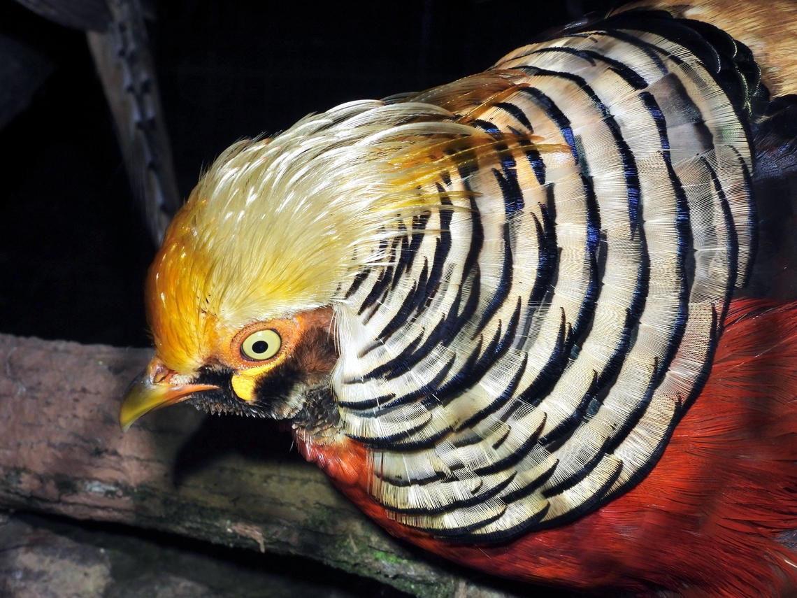 Golden Pheasant - Chrysolophus pictus            Bird,Chrysolophus pictus,Golden Pheasant,Malaysia,Pheasant