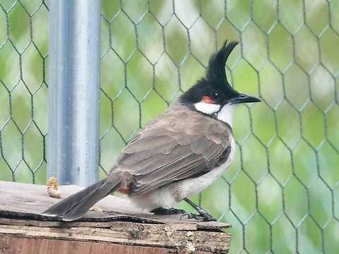 Red-Whiskered Bulbul - Pycnonotus jocosus            Bulbul,Malaysia,Pahang,Pycnonotus jocosus,Red Whiskered Bulbul