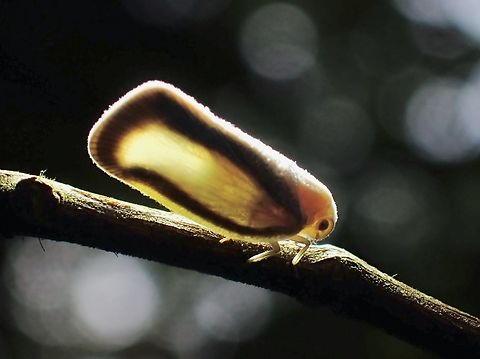 Flatomorpha umbrimargo