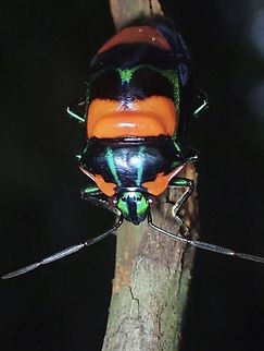 Jewel Beetle - Cosmocoris sellatus  Cosmocoris sellatus,Jewel Beetle,Palawan,Philippines