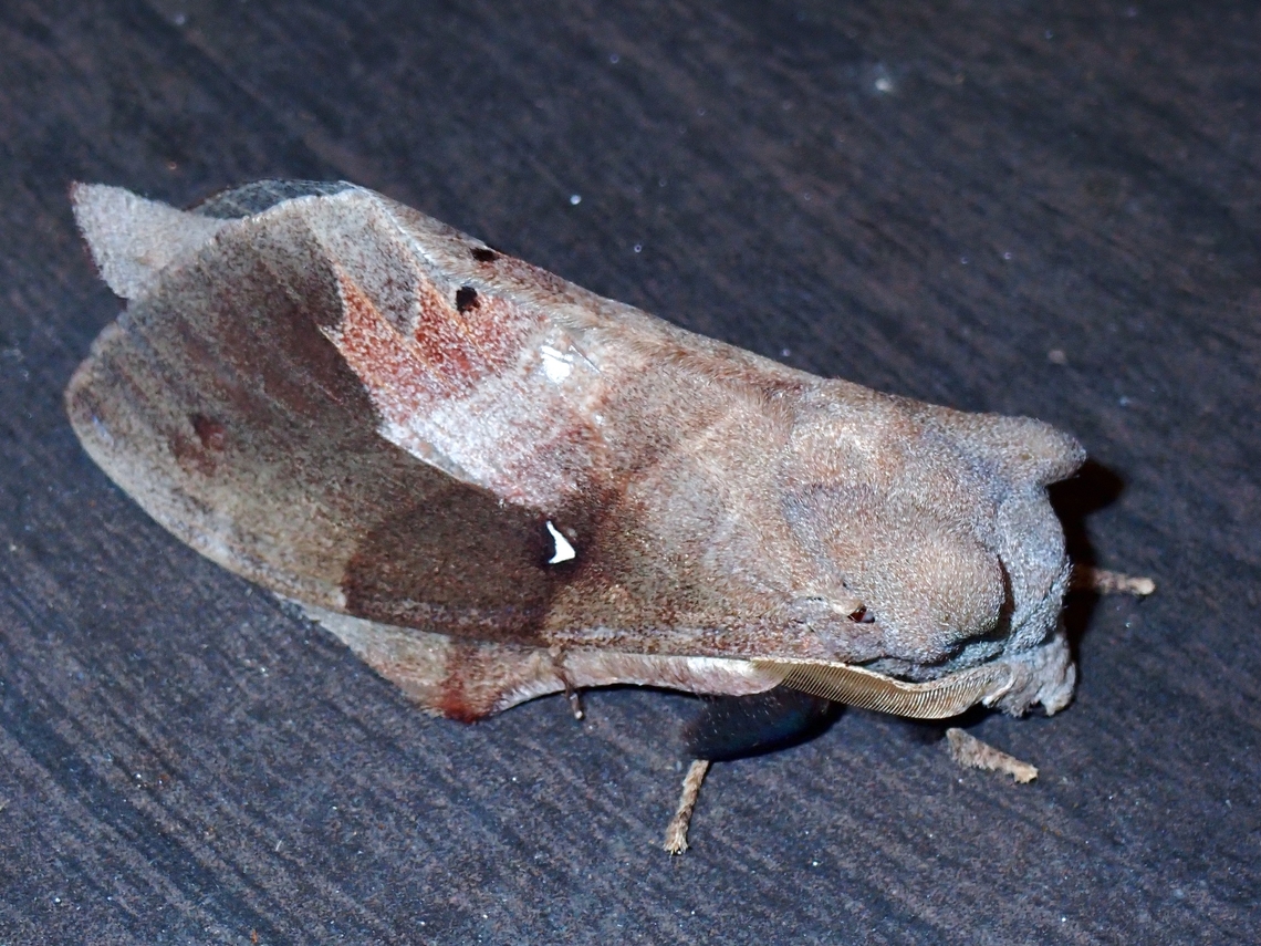 Lappet Moth - Lebeda nobilis  Lappet Moth,Lebeda nobilis,Malaysia,Moth,Pahang