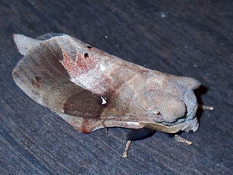 Lappet Moth - Lebeda nobilis  Lappet Moth,Lebeda nobilis,Malaysia,Moth,Pahang