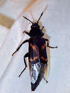 Carrion Beetle - Diamesus osculans Beetle,Carrion Beetle,Diamesus osculans,Malaysia,Pahang