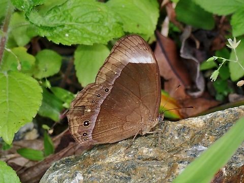 Large White-Bar Bushbrown - Mycalesis anaxioides  Bushbrown,Butterfly,Large White-Bar Bushbrown,Large White-bar Bushbrown,Malaysia,Mycalesis anaxioides,Pahang