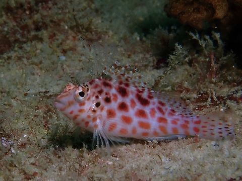 Pixy Hawkfish - Cirrhitichthys oxycephalus  Cirrhitichthys oxycephalus,Fish,Hawkfish,Mabul,Malaysia,Pixy Hawkfish,Sabah