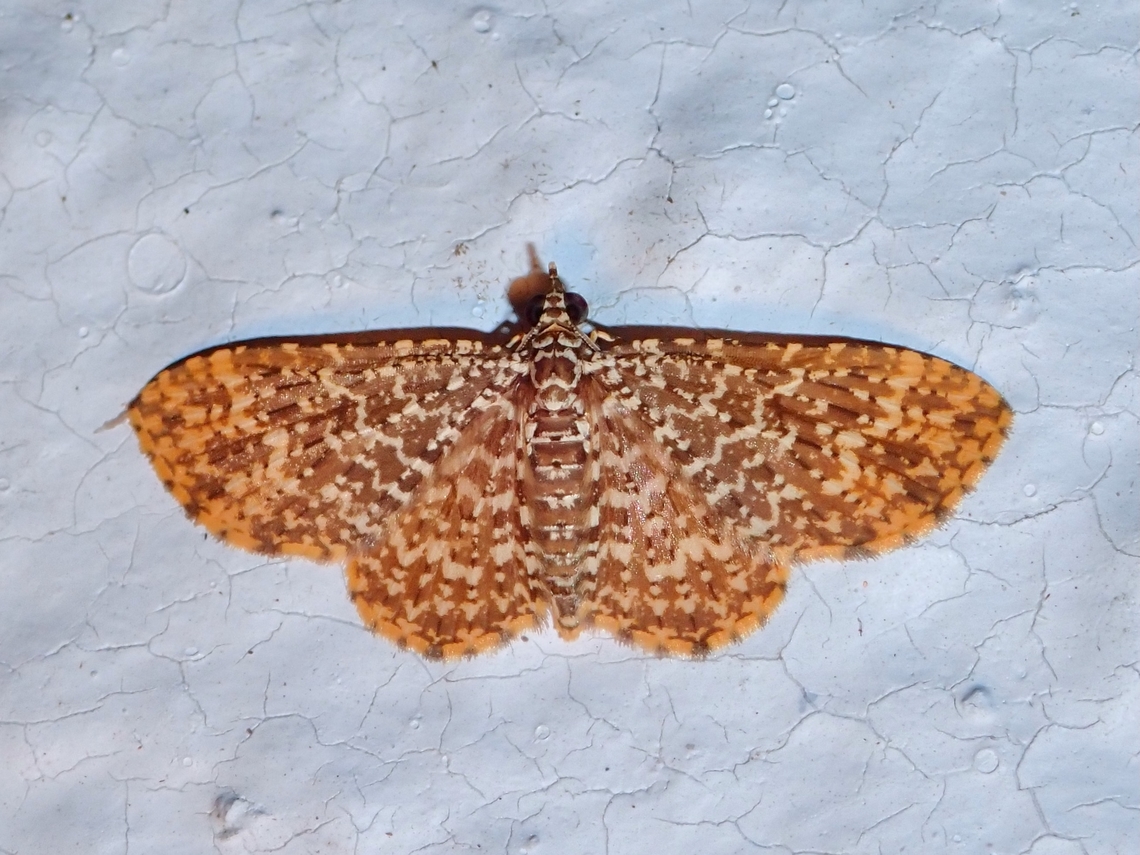 Moth - Pomasia salutaris  Malaysia,Moth,Pahang,Pomasia salutaris