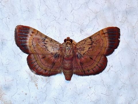 Moth - Lista ficki  Lista ficki,Malaysia,Moth,Pahang