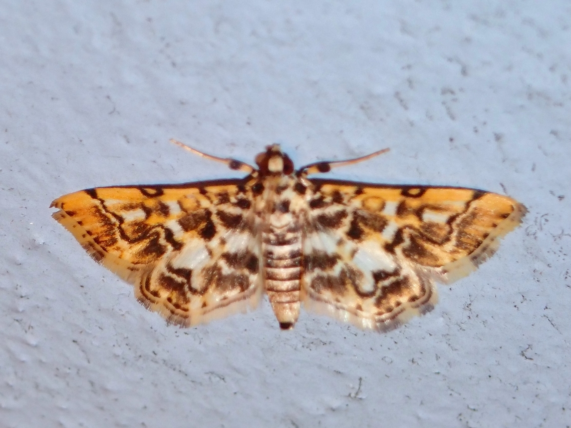 Moth - Lamprosema commixta  Lamprosema commixta,Malaysia,Moth,Pahang