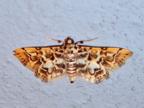 Moth - Lamprosema commixta  Lamprosema commixta,Malaysia,Moth,Pahang