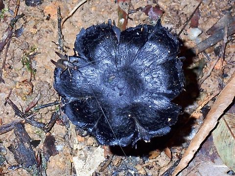 Blackening Waxcap - Complex Hygrocybe conica  Blackening Waxcap,Complex Hygrocybe conica,Hygrocybe conica,Malaysia,Pahang,Waxcap,Witch's hat