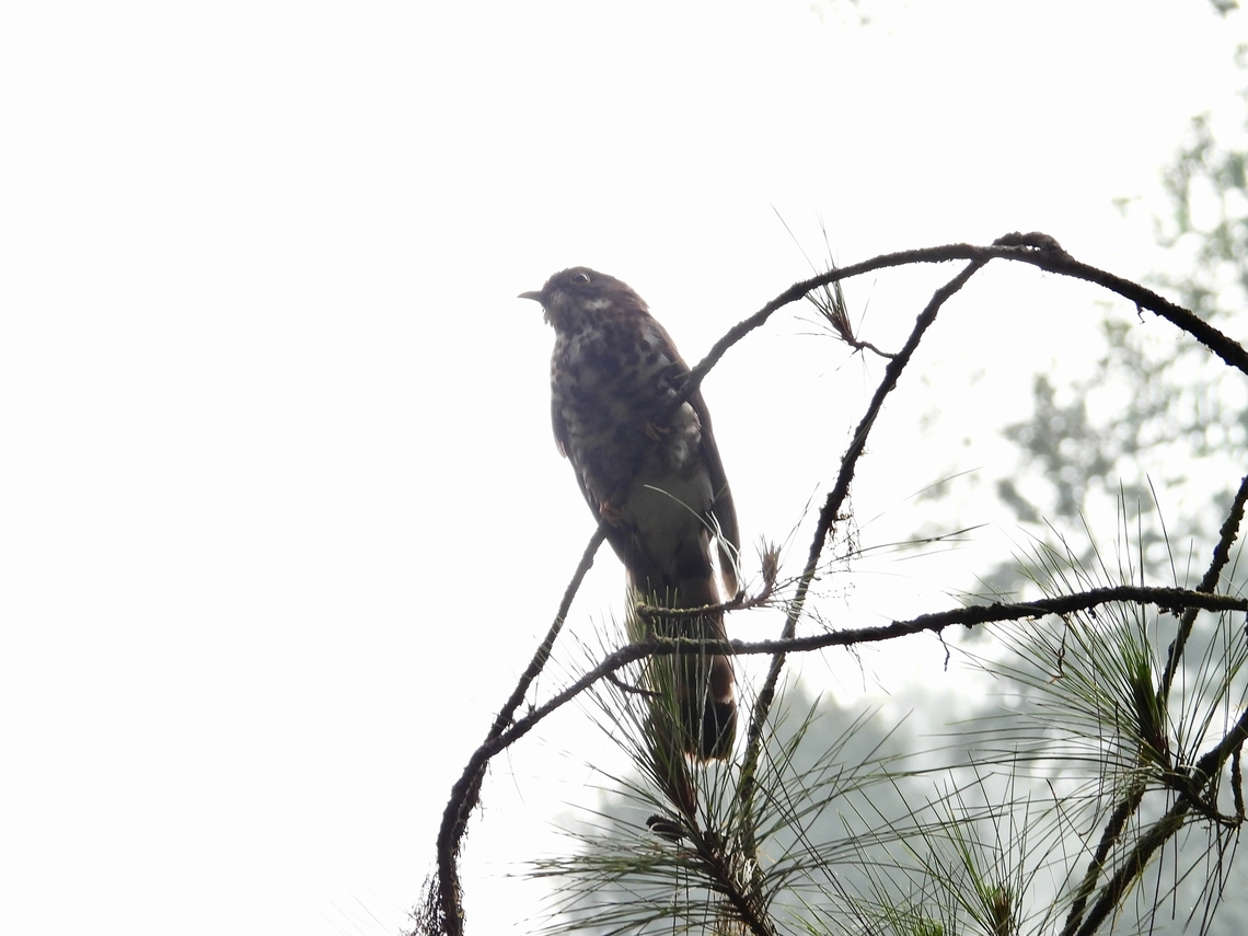 Dark Hawk-Cuckoo - Hierococcyx bocki            Bird,Dark Hawk-Cuckoo,Hawk-Cuckoo,Hierococcyx bocki,Malaysia,Pahang
