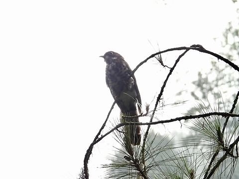 Dark Hawk-Cuckoo - Hierococcyx bocki            Bird,Dark Hawk-Cuckoo,Hawk-Cuckoo,Hierococcyx bocki,Malaysia,Pahang