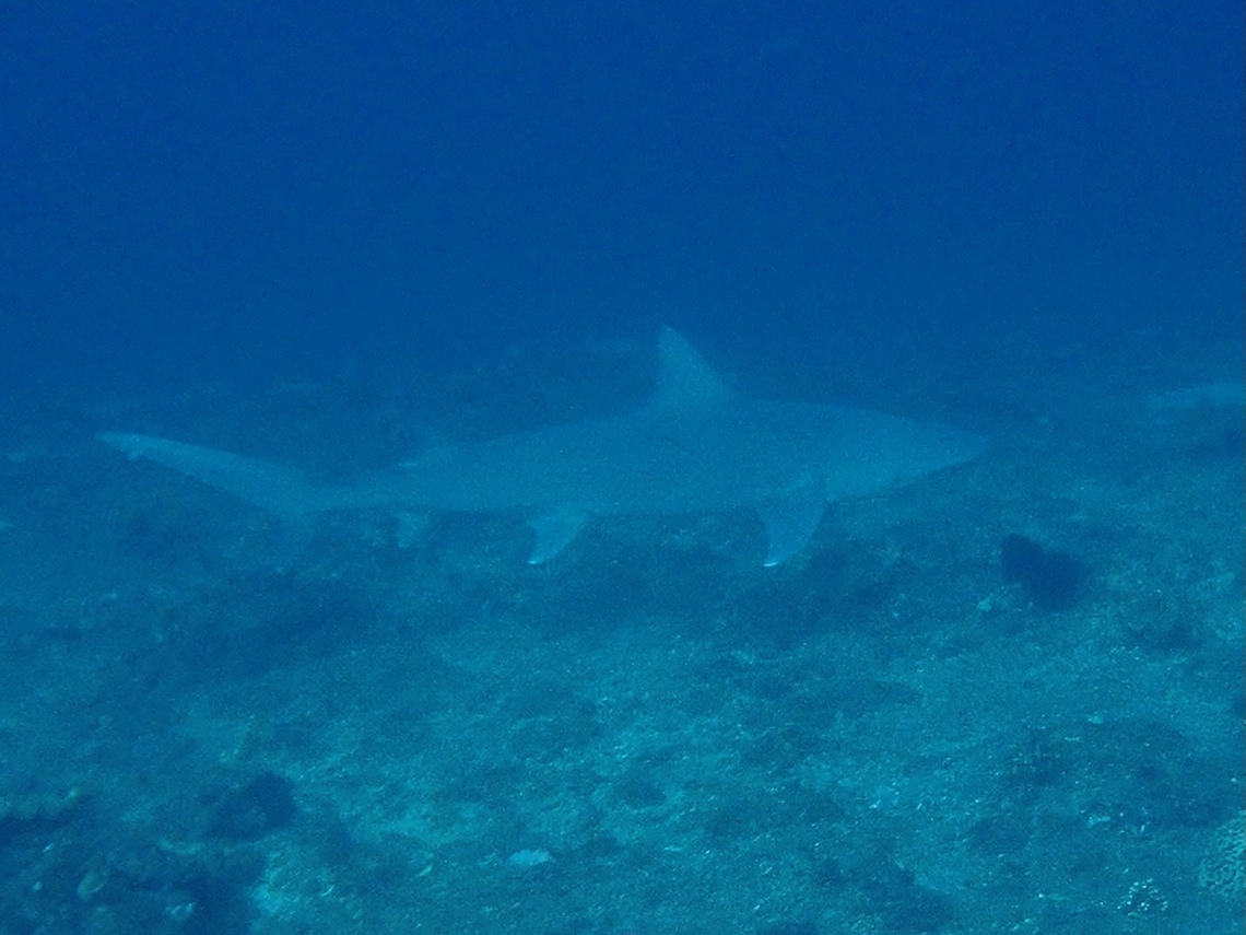 Snaggletooth Shark - Hemipristis elongata x2 Bali,Fish,Hemipristis elongata,Indonesia,Padangbai,Shark,Snaggletooth Shark