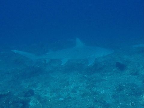 Snaggletooth Shark - Hemipristis elongata x2 Bali,Fish,Hemipristis elongata,Indonesia,Padangbai,Shark,Snaggletooth Shark