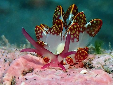 Butterfly  Bali,Butterfly Slug,Cyerce kikutarobabai,Indonesia,Sea Slug,Tulamben