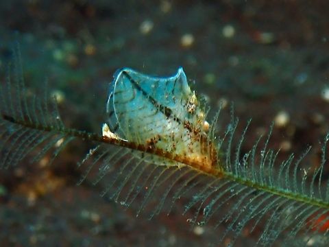 Zebra Wingshell - Pterelectroma physoides  Bali,Indonesia,Pterelectroma physoides,Tulamben,Zebra Wing Oyster,Zebra Wingshell