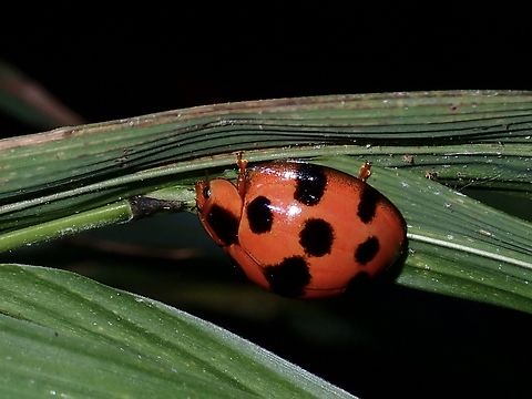 Giant Bamboo Ladybird - Synonycha grandis  Anilao,Batangas,Beetle,Giant Bamboo Ladybird,Ladybird Beetle,Philippines,Synonycha grandis